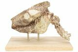 Fossil Oreodont (Merycoidodon) Skull w/ Vertebrae - South Dakota #227375-6